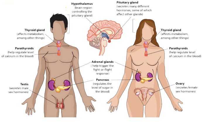 Various type of Hormonal Effects